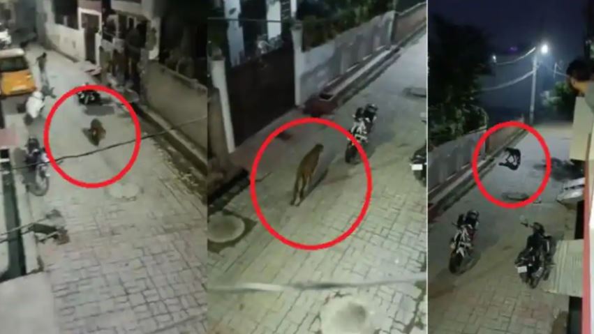 लखनऊ में तेंदुआ बना जान की आफत : अब तक 15 लोगों पर कर चुका है हमला, अभी भी है फरार