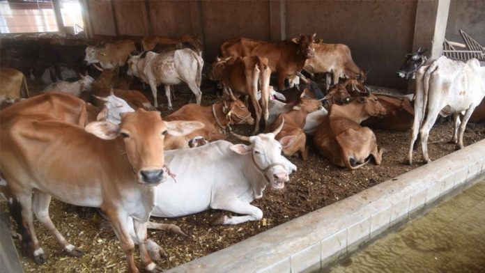 Cow Smugglers Booked Gangster Act
